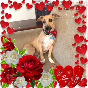 Meet your Posher, Ingrid